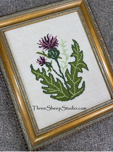 Scottish Thistle