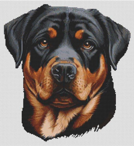 Rottweiler Love